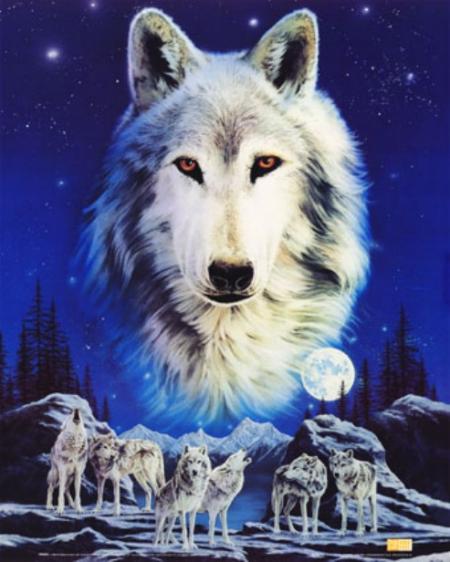 le loup